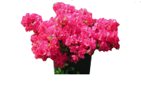 Външни растения